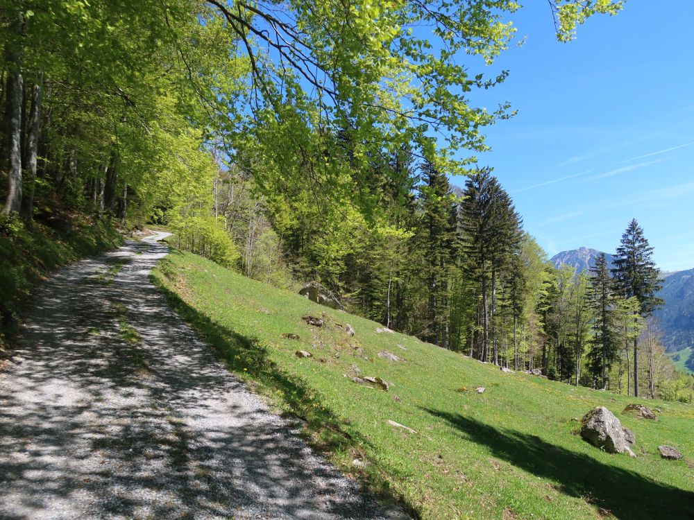 Bergweg am Waldrand