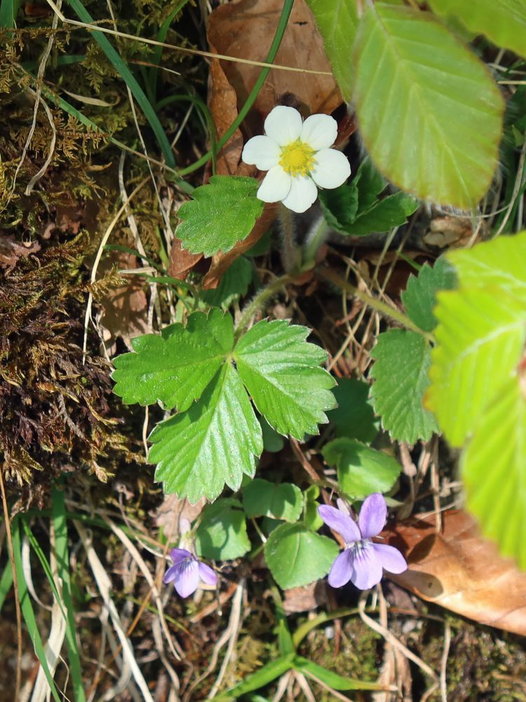 Blüten von Erdbeere und Veilchen