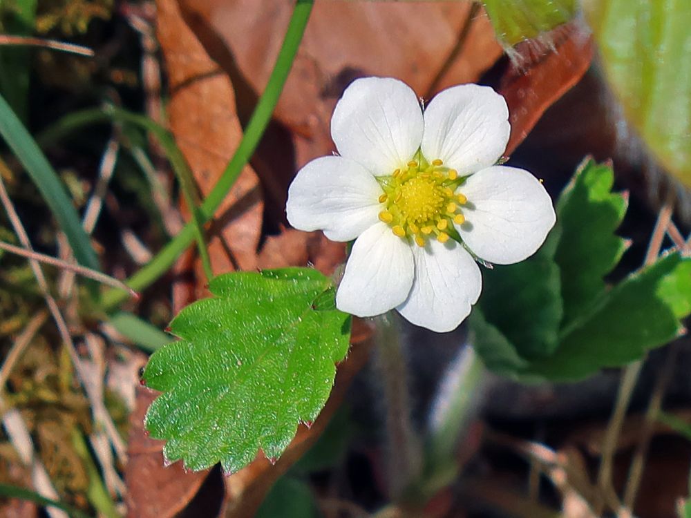 Blüte Walderdbeere