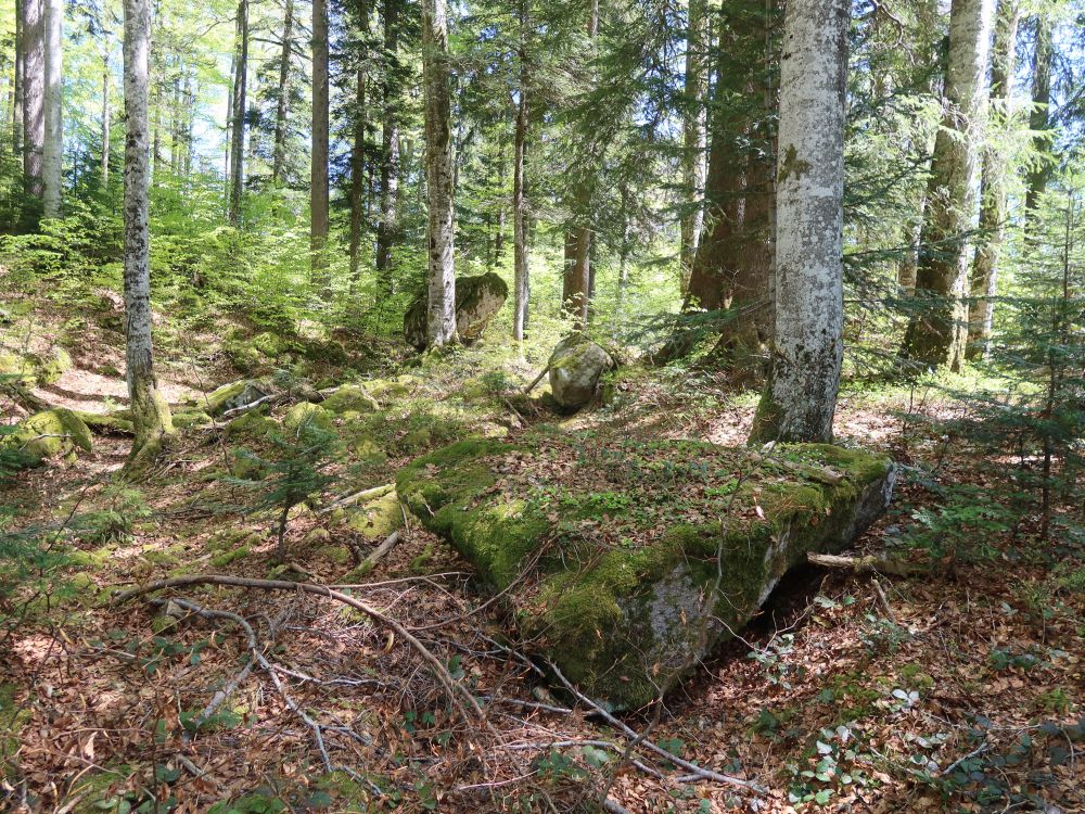 Felsbrocken im lichten Wald