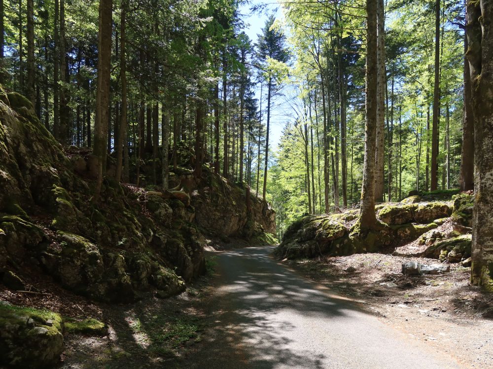 Waldweg im Chuliswald