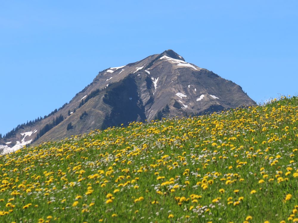 Wilerhorn über Blumenwiese