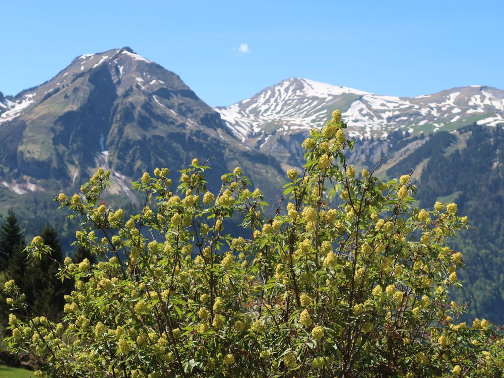 Wilerhorn und Bergholunder