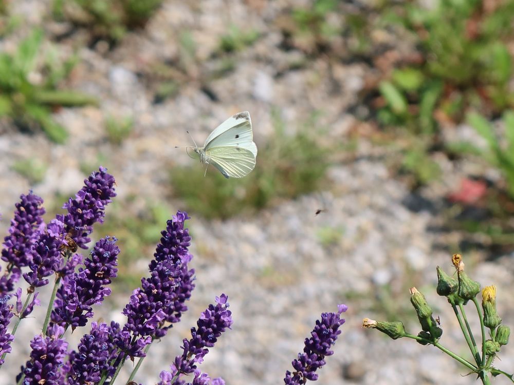 Schmetterling im Flug