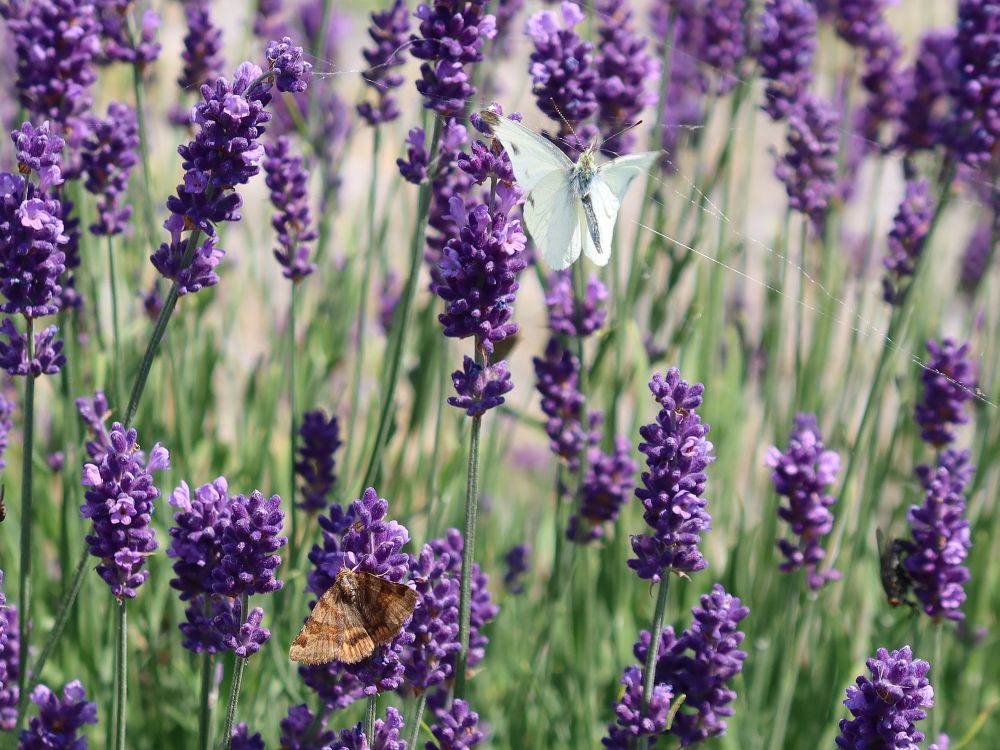 Schmetterlinge im Lavendel