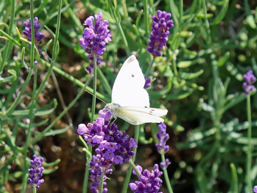 Schmetterling Kohlweissling