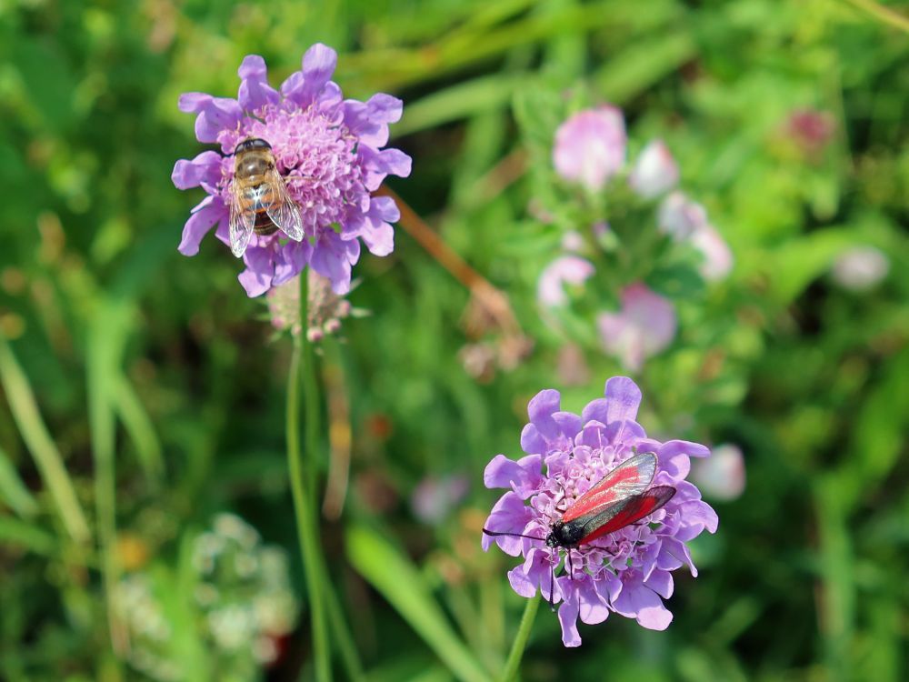 Insekten auf Witwenblume