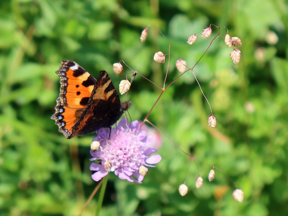 Schmetterling Kleiner Fuchs