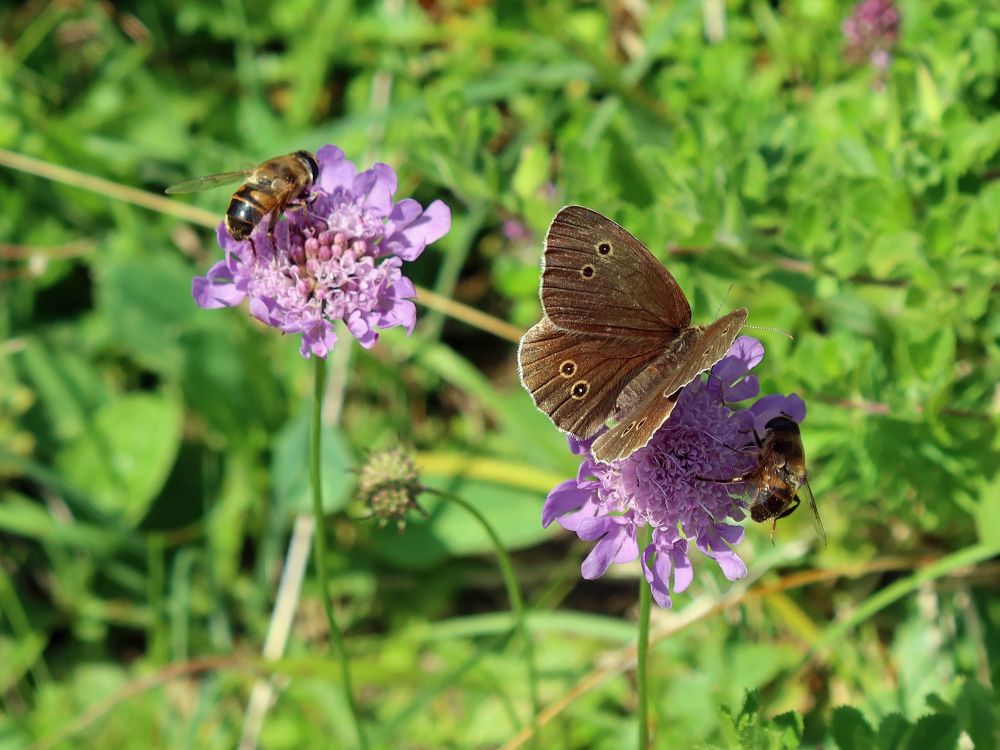 Schmetterling Brauner Waldvogel