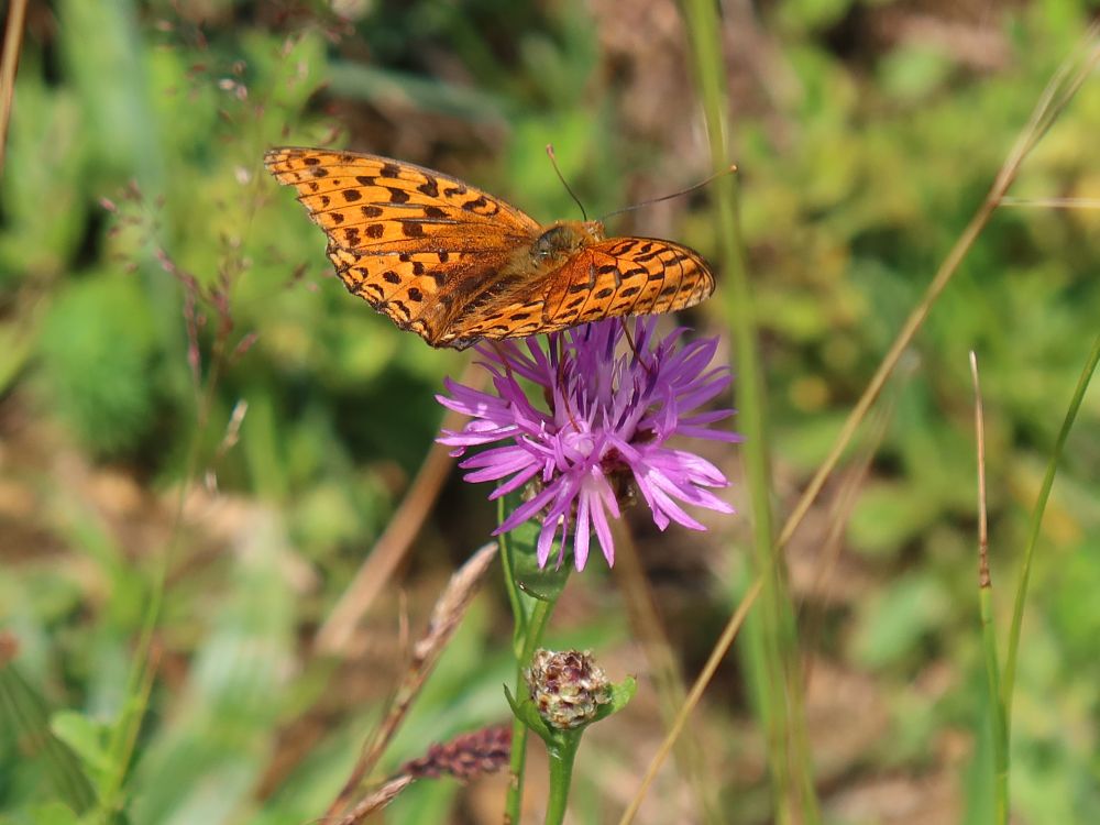 Schmetterling Perlmuttfalter