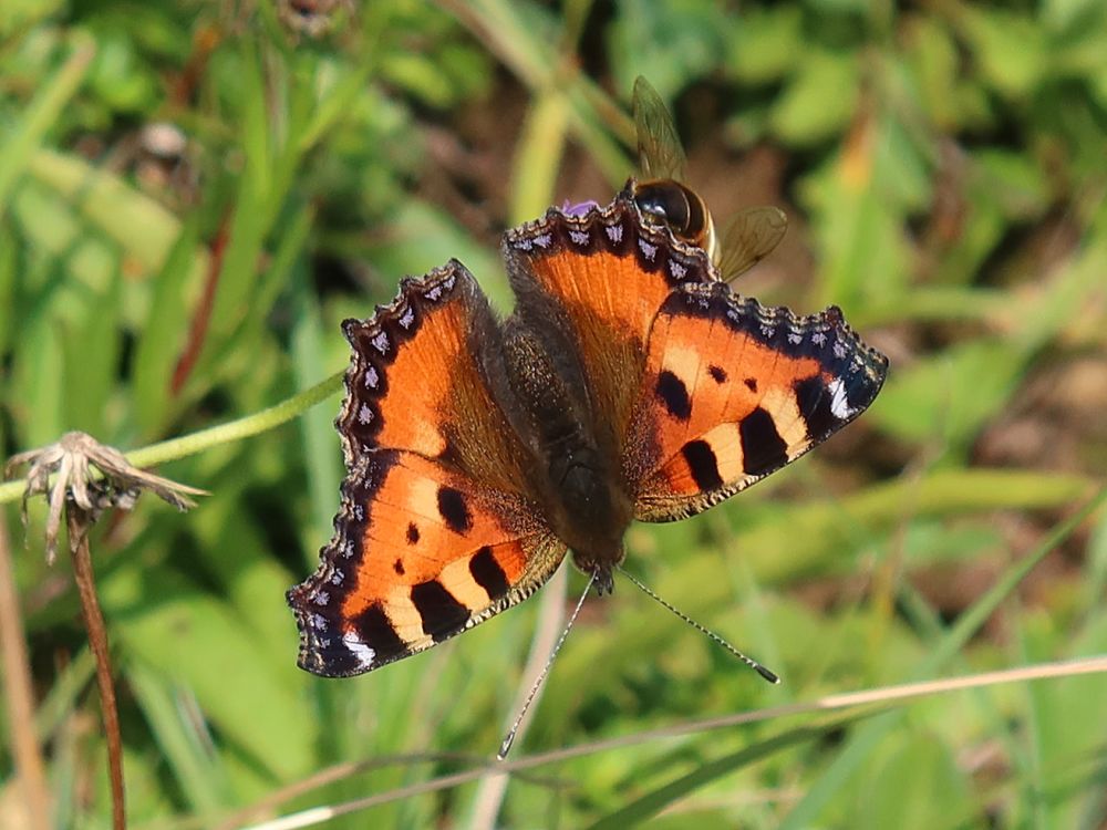 Schmetterling Kleiner Fuchs