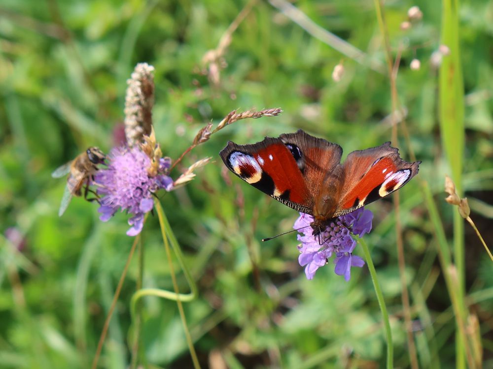 Schmetterling Pfauenauge