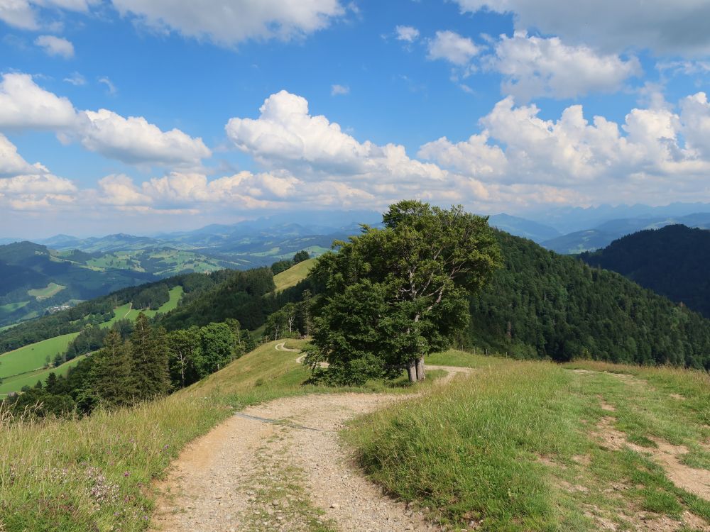 Geiss-Chopf vom Baum verdeckt