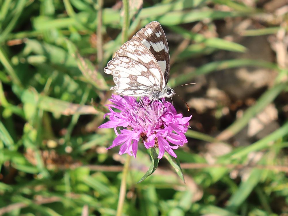 Schmetterling Schachbrettfalter