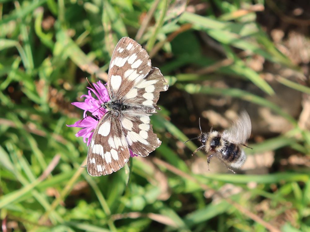 Schmetterling Schachbrettfalter und Biene