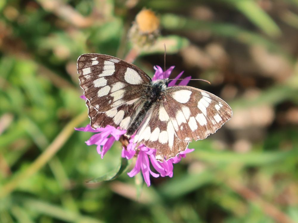 Schmetterling Schachbrettfalter