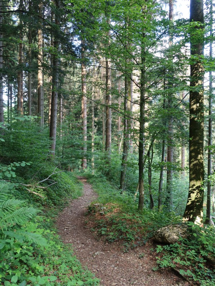 Pfad oberhalb Tüftobel