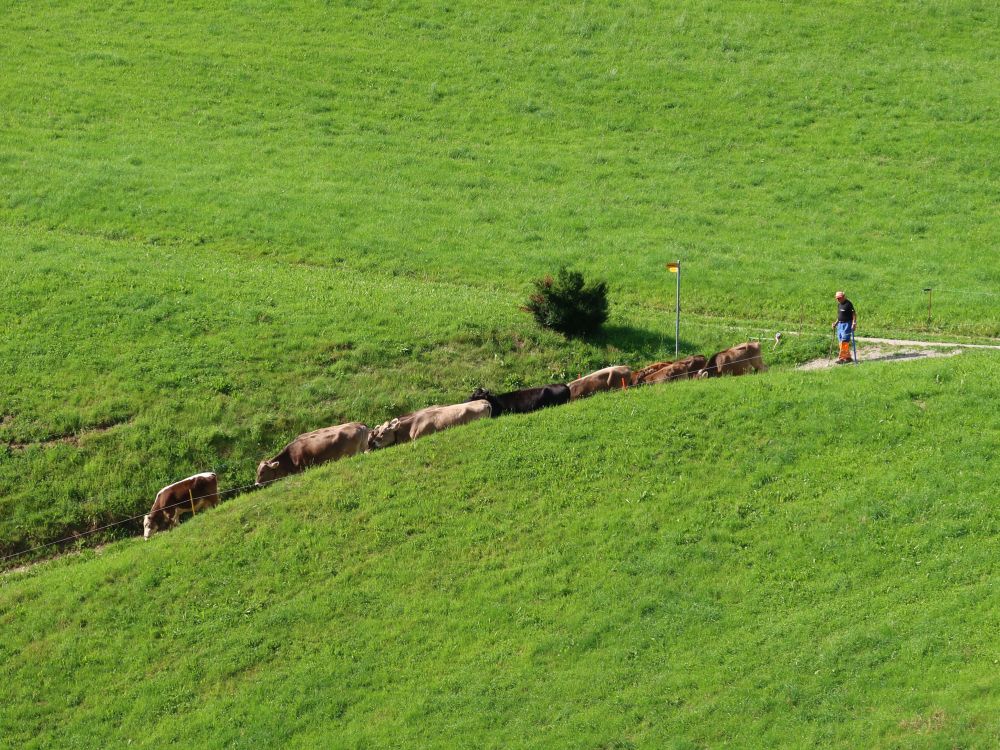 Kuhherde auf Wanderweg