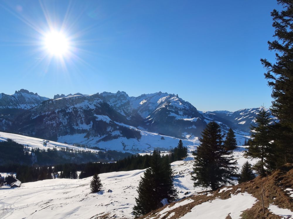 Zahme Gocht im Gegenlicht