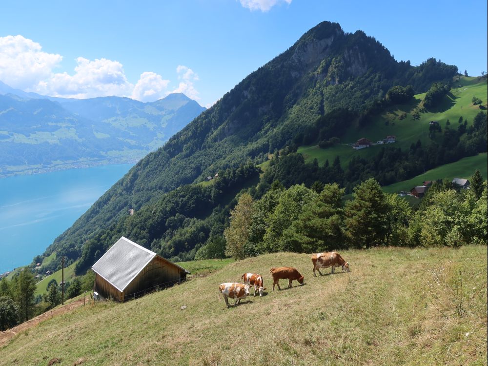 Kühe und Gersauerstock