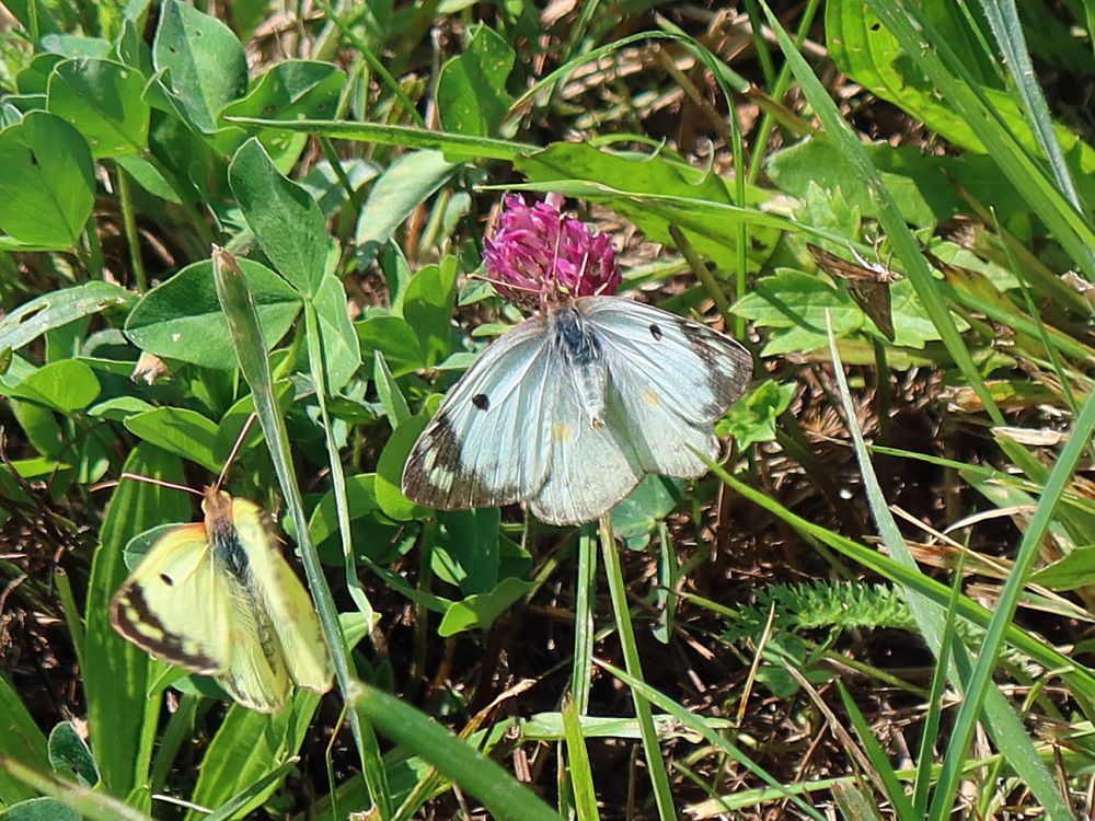 Schmetterling Kohlweissling