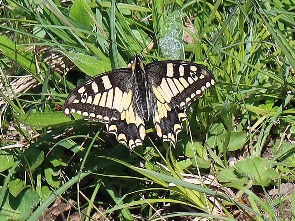 Schmetterling Schwalbenschwanz