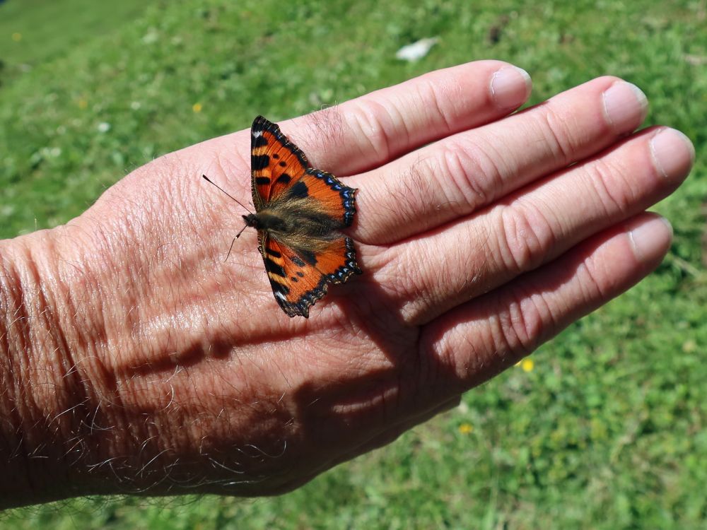 Schmetterling Kleiner Fuchs