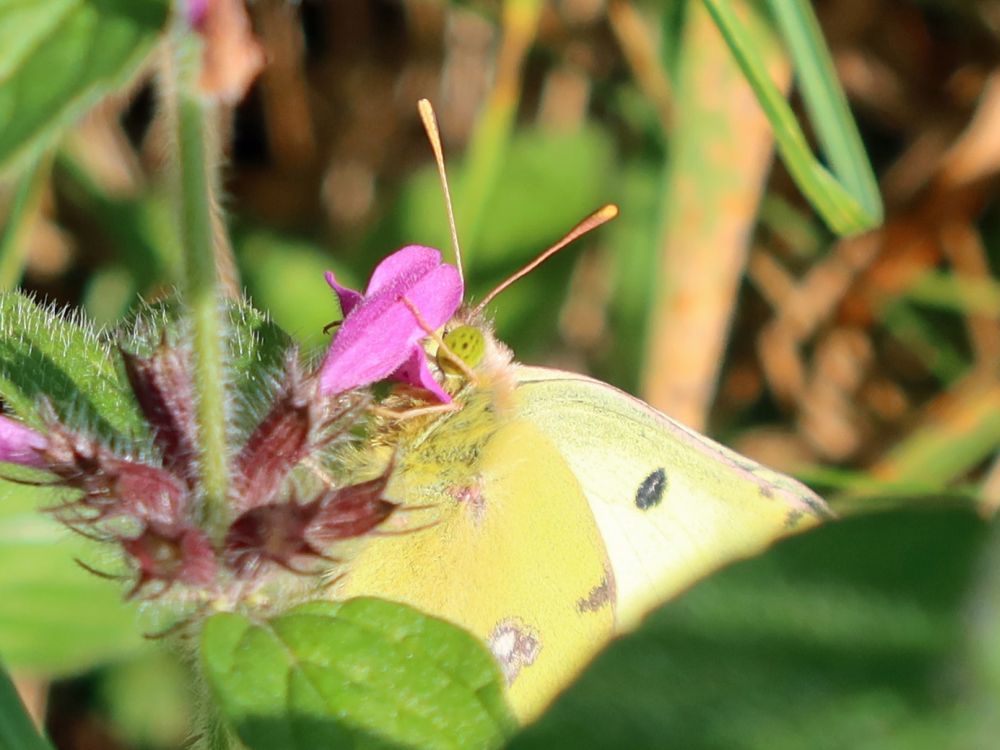 Schmetterling Goldene Acht auf Wirbeldost