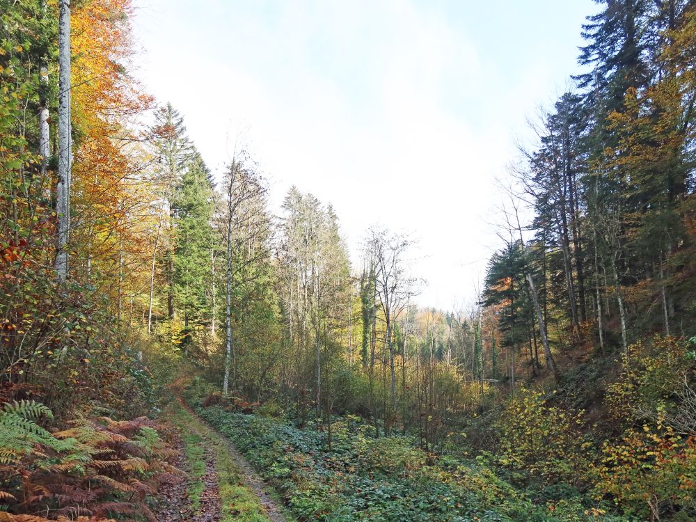 Herbstwald