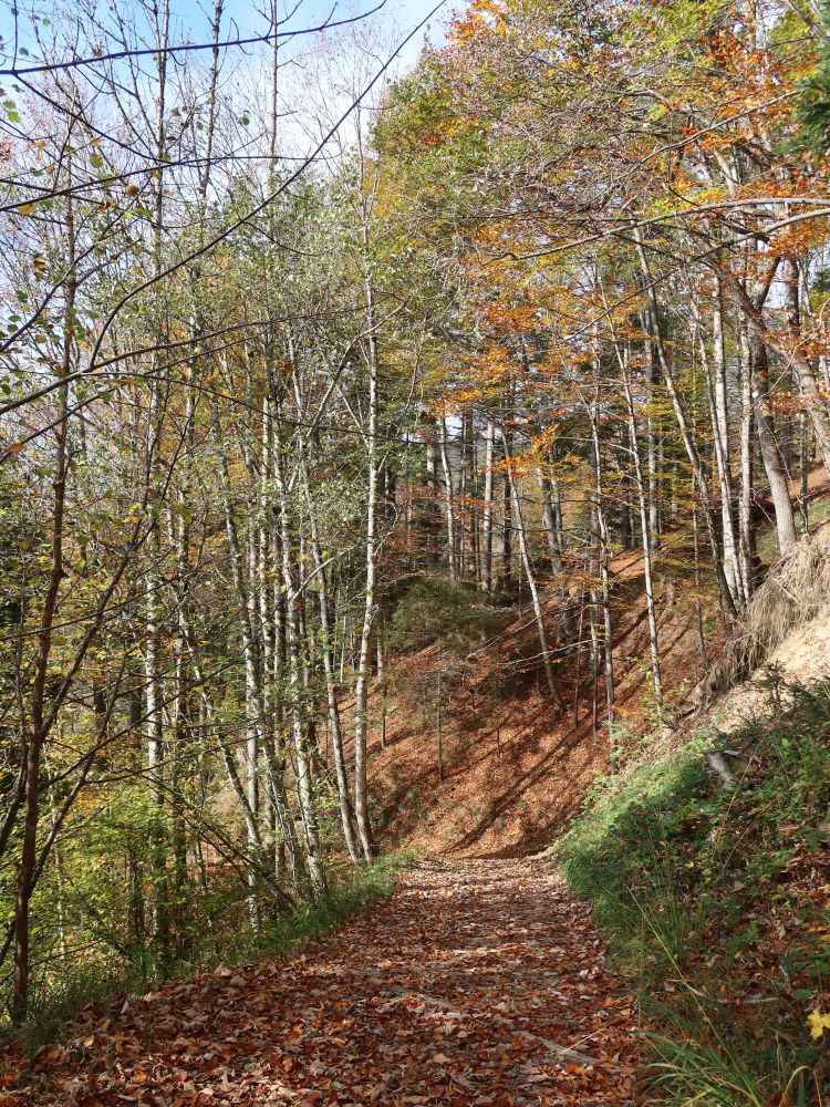 Waldweg