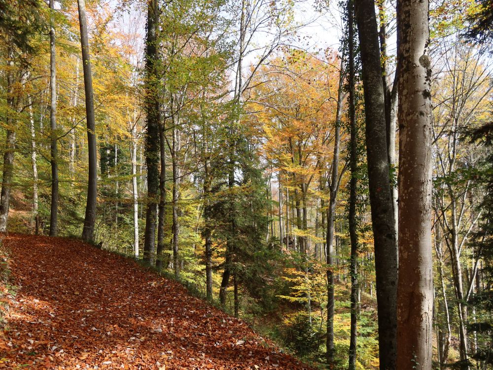 laubbedeckter Waldweg