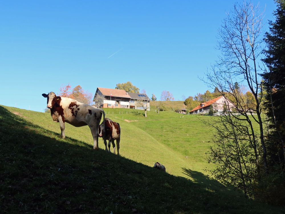 Kühe bei Heiletsegg