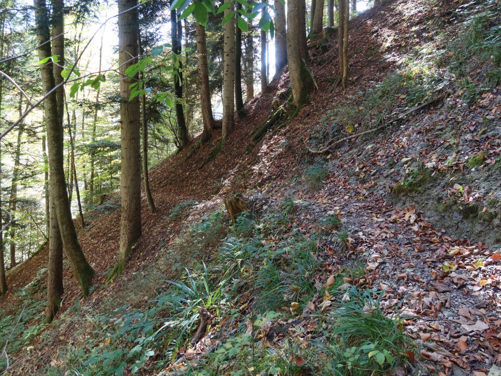 Waldpfad überm Nideltobel