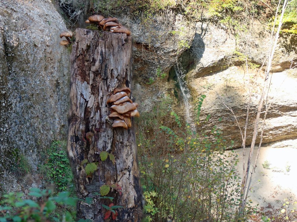 Pilze und Wasserfall