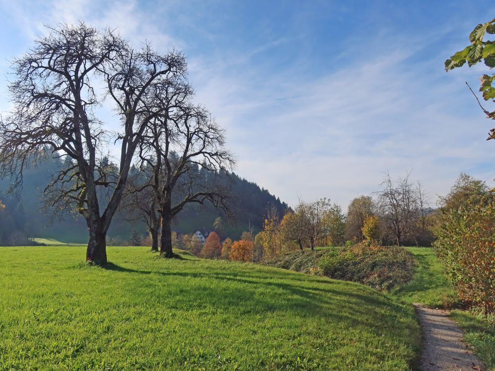 Pfad bei Lipperschwendi