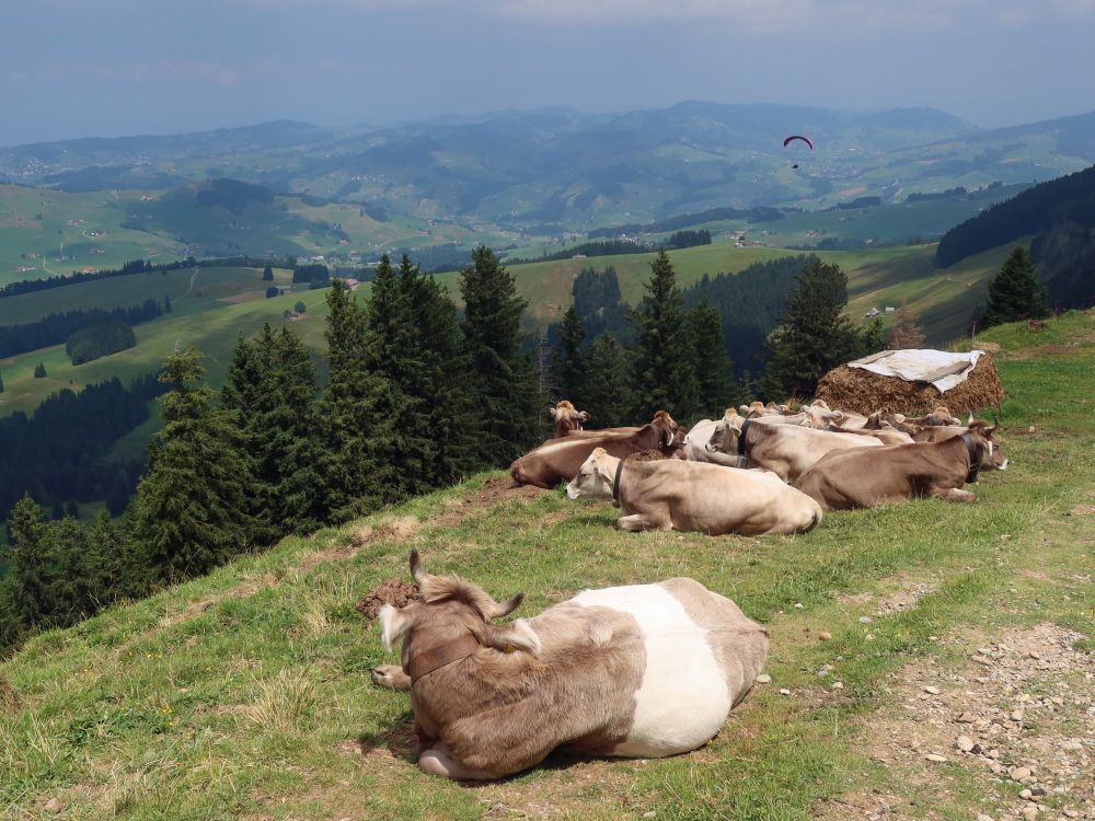 Kuhherde beim Mittagsschlaf