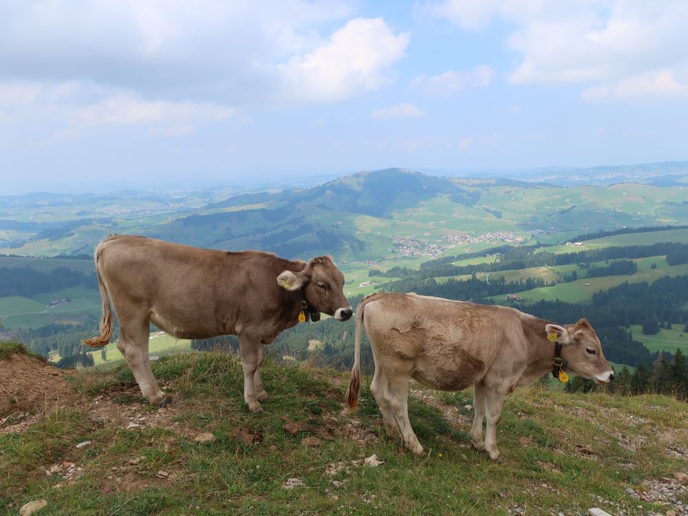 Kühe und Hundwiler Höhi