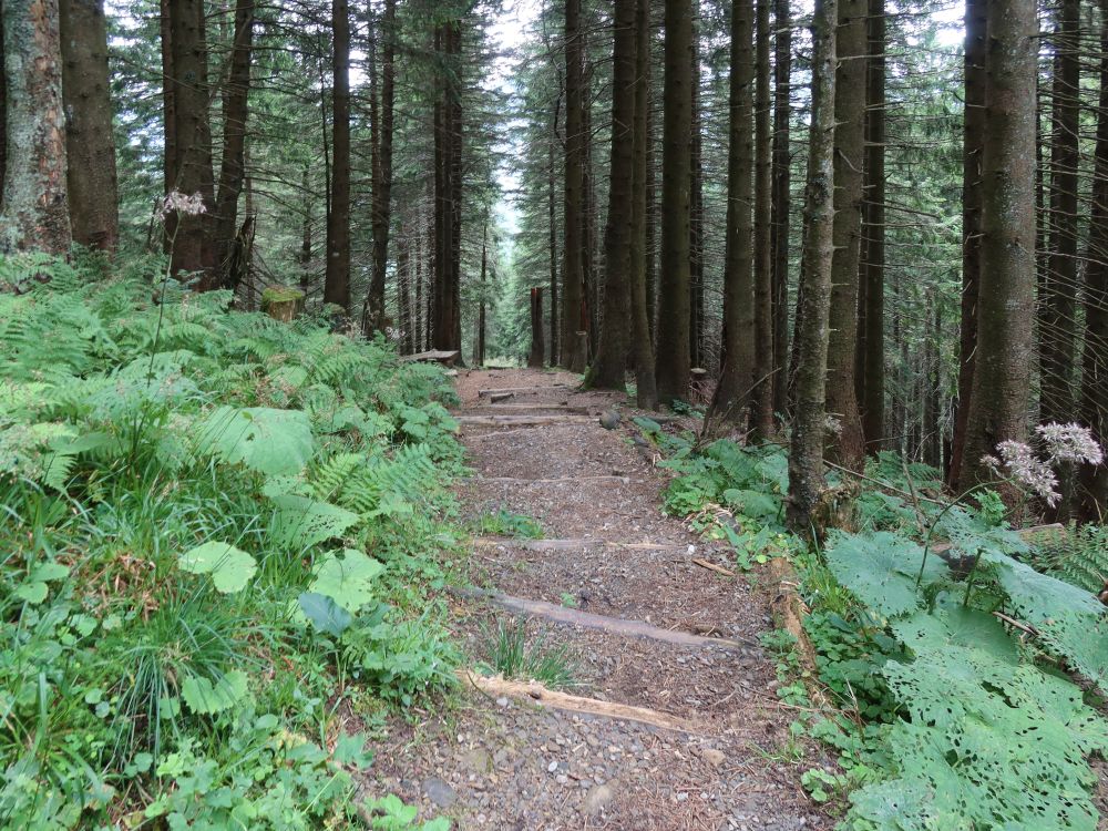 steiler Abstieg im Kronbergwald