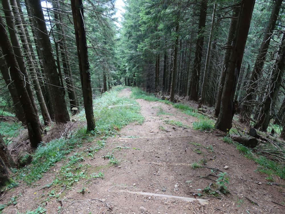 steiler Abstieg im Kronbergwald