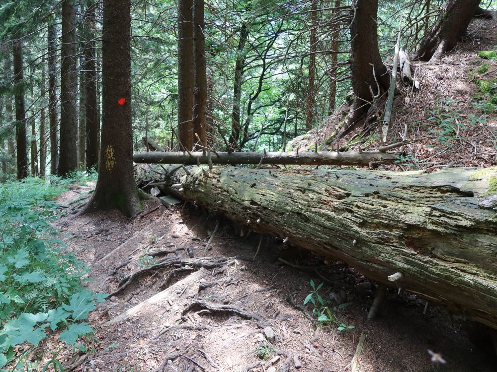 steiler Abstieg im Kronbergwald