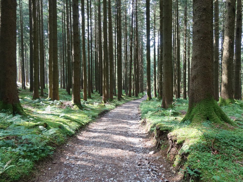 Waldweg