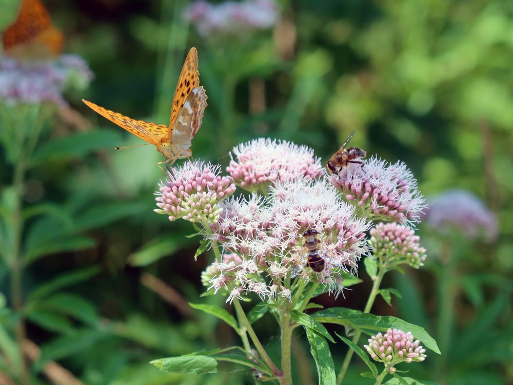 Schmetterling Perlmuttfalter auf Wasserdost