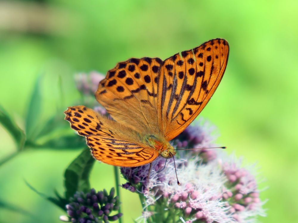 Schmetterling Perlmuttfalter