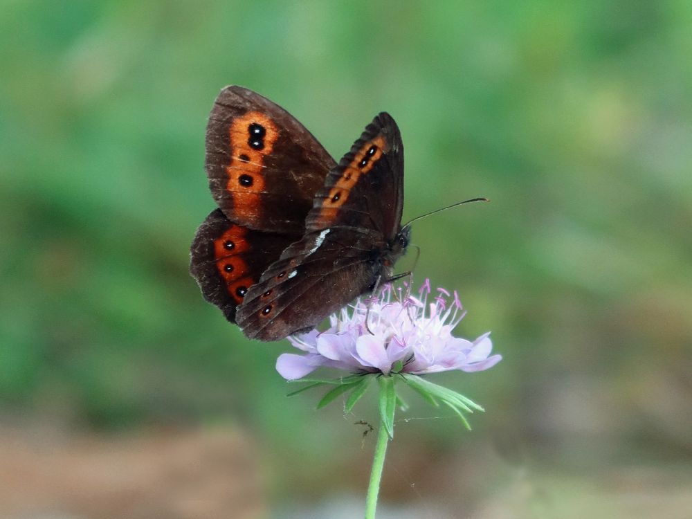 Teufelsabriss mit Schmetterling Mohrenfalter