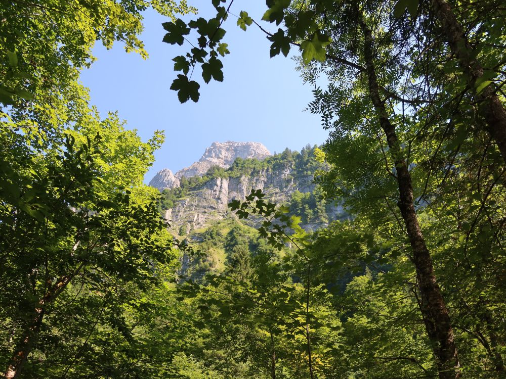 Felsspitze zwischen den Baumgipfeln