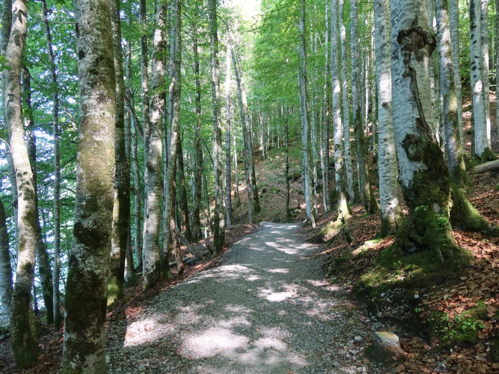 Uferweg am Klöntaler See