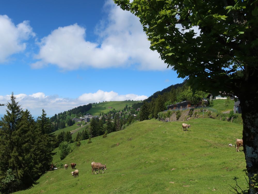 Blick Richtung Rigi Kaltbad