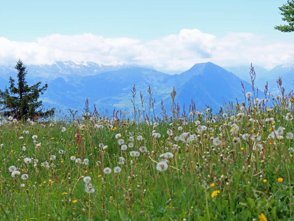 Buochserhorn mit Pusteblumen