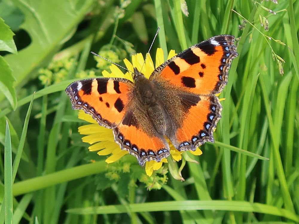 Schmetterling Kleiner Fuchs