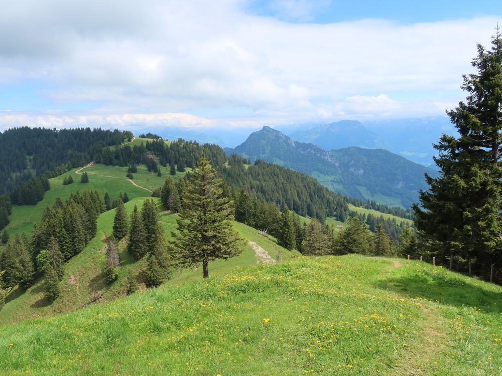 Rigi Scheidegg und Rigi Hochflue